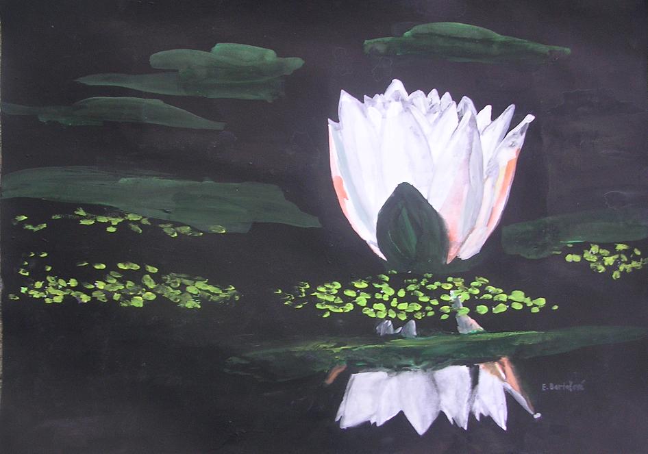 lekno biele Water lily white.JPG