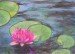 Lekno pink Water lily.JPG