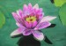 Lotosovy kvet Lotus flower 1.JPG