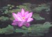Lotosovy kvet Lotus flower 1.JPG