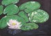 Water lily 1.JPG