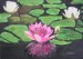 Water lily 2.JPG