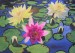 Water lilies 5.JPG